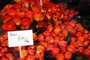 amsterdam-roses-feu