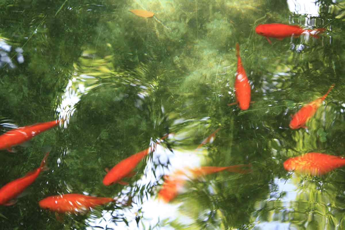 bassin-poissons-jardin-de-majorelle-marrakech