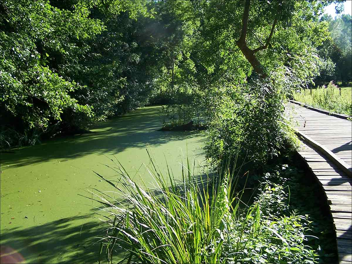 les-marais-poitevin-entre-la-garette-et-coulon