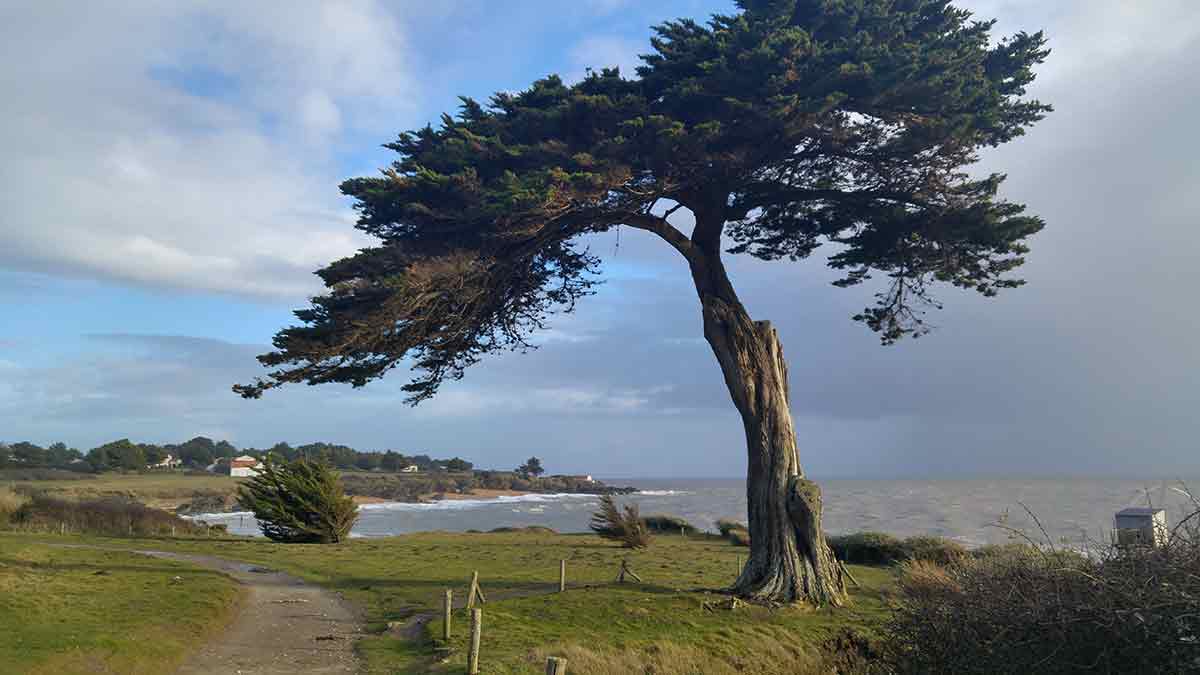 pinsylvestredesaintemarie